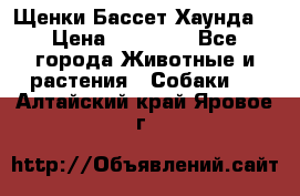 Щенки Бассет Хаунда  › Цена ­ 25 000 - Все города Животные и растения » Собаки   . Алтайский край,Яровое г.